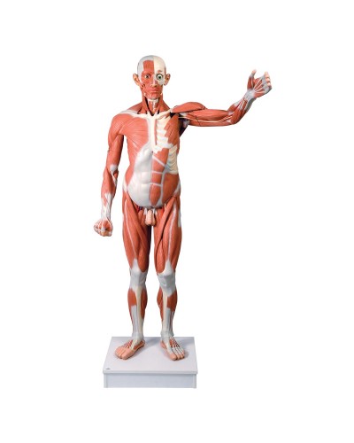 Life size Male Muscular Figure, 37-part